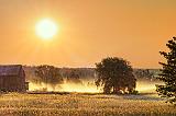 Tree & MIst_01144